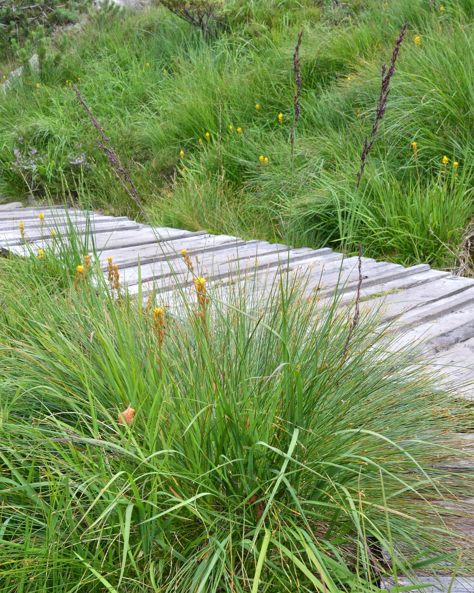 Moor Grass (Molinia Caerulea) — commonly known as Moor Grass; ideal for small-scale landscapes, it reaches up to 3 feet in height and spreads about, image 53