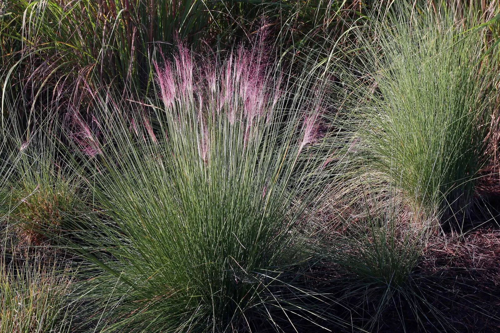 Moor Grass (Molinia Caerulea) — Preferring full sun to partial shade, Moor Grass thrives in moist, acidic soils; its delicate, airy flower stalks add subtle