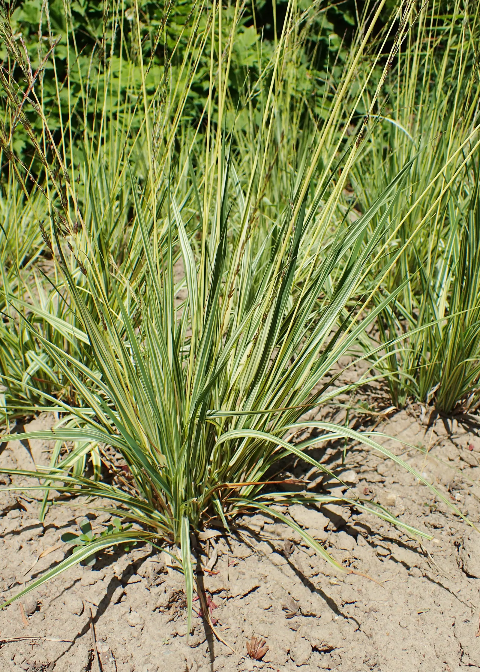 Moor Grass (Molinia Caerulea) — Appreciated for its versatility and low maintenance