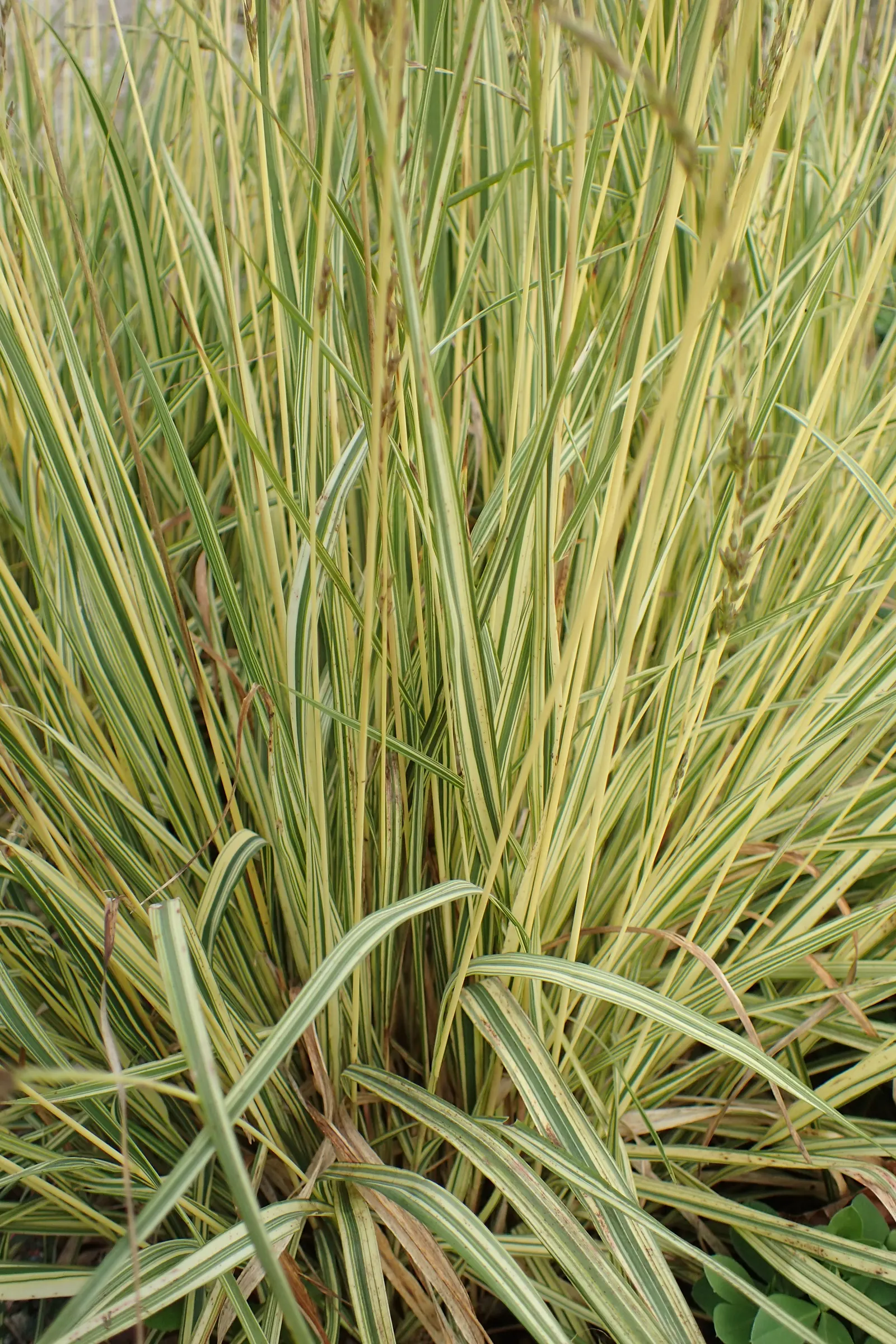 Moor Grass (Molinia Caerulea) — Its clump-forming nature ensures a neat and tidy growth habit without invasive spreading; erect green foliage, image 64