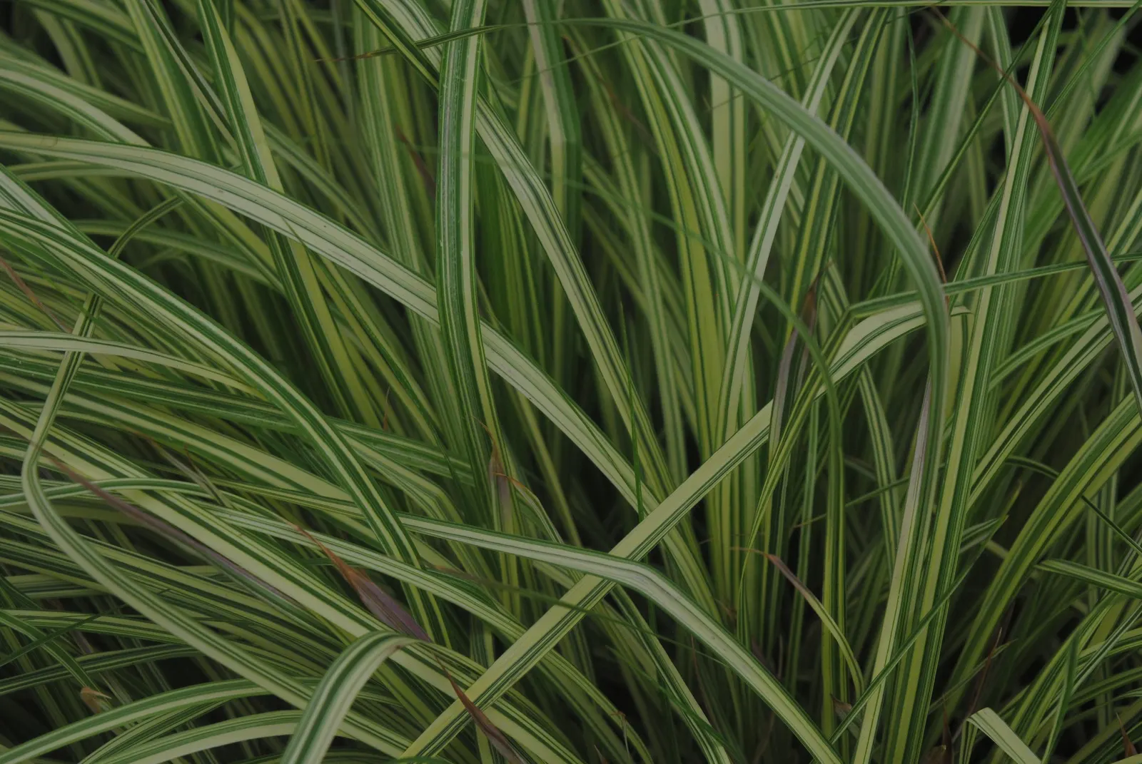 Moor Grass (Molinia Caerulea) — The foliage presents a stunning display of colors throughout the seasons