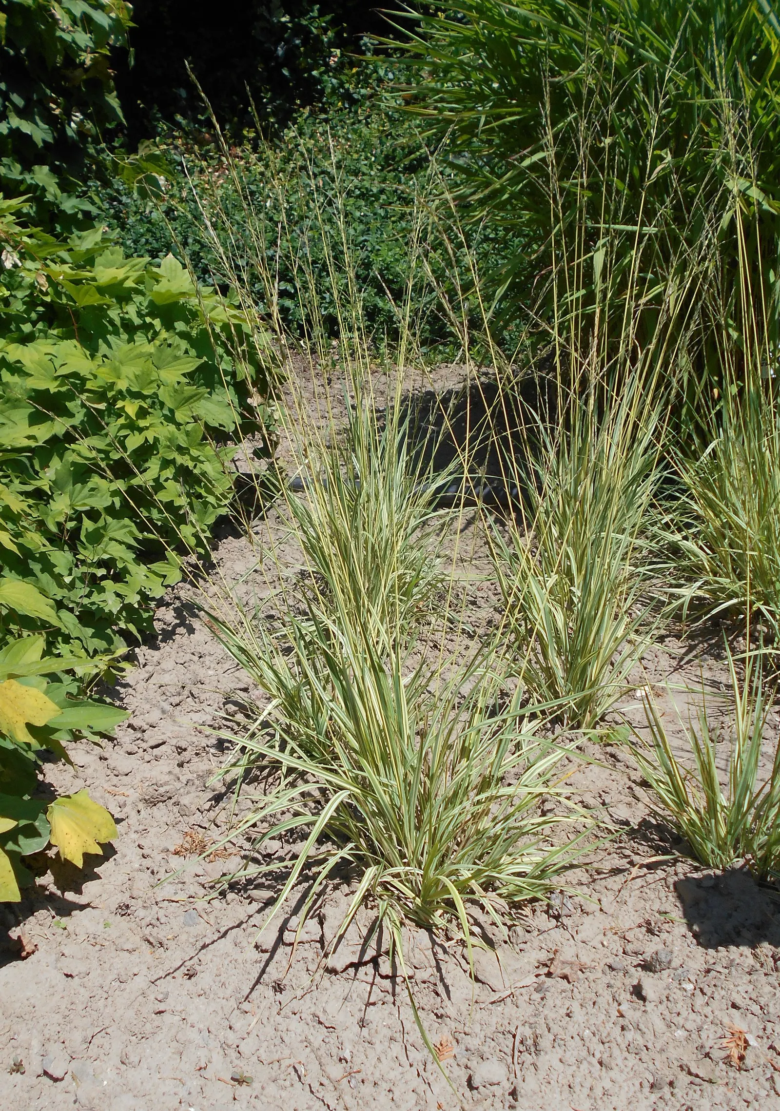 Moor Grass (Molinia Caerulea) — making it suitable for waterside plantings; purple flowers in the garden