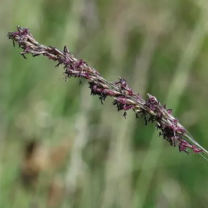 Moor Grass (Molinia Caerulea) — Moor Grass provides vertical interest in a garden setting; with its ease of care and graceful appearance, image 63