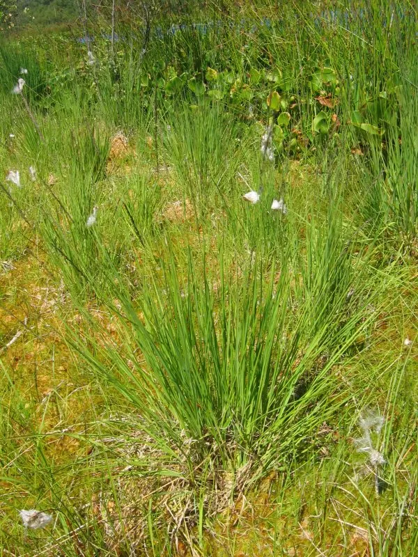 Moor Grass (Molinia Caerulea) — with some varieties capable of reaching up to 6 feet; making it suitable for waterside plantings