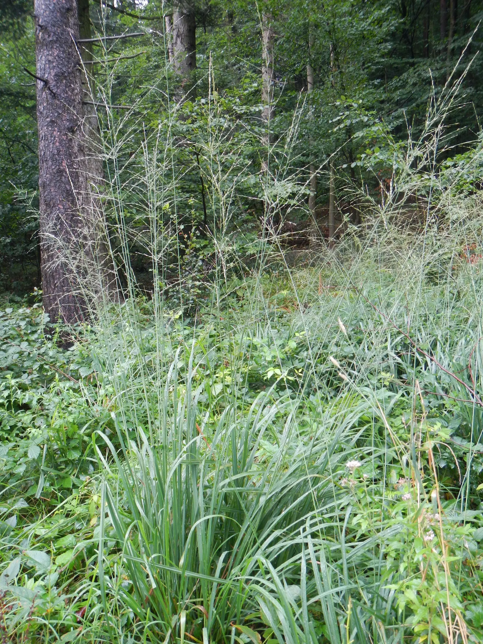 Moor Grass (Molinia Caerulea) — making it suitable for waterside plantings; purple flowers in the garden, image 67