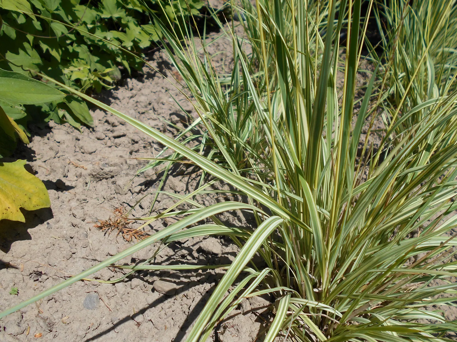 Moor Grass (Molinia Caerulea) — Its delicate, airy flower stalks add subtle movement and contrast to garden designs; the foliage presents a stunning display of