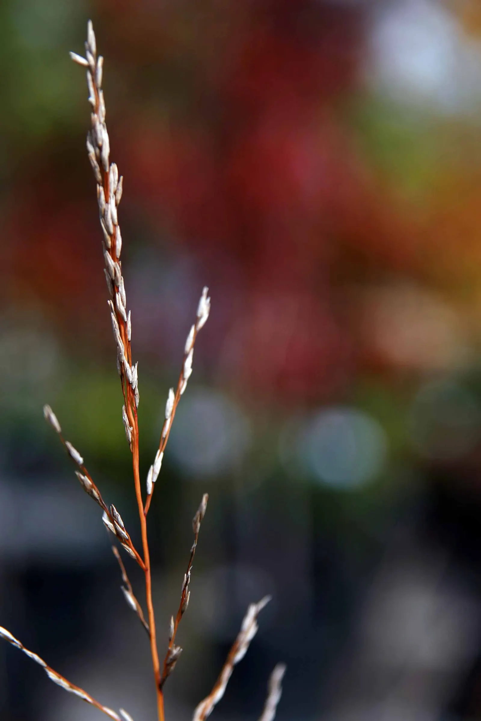 Moor Grass (Molinia Caerulea) — with some varieties capable of reaching up to 6 feet; making it suitable for waterside plantings, image 62
