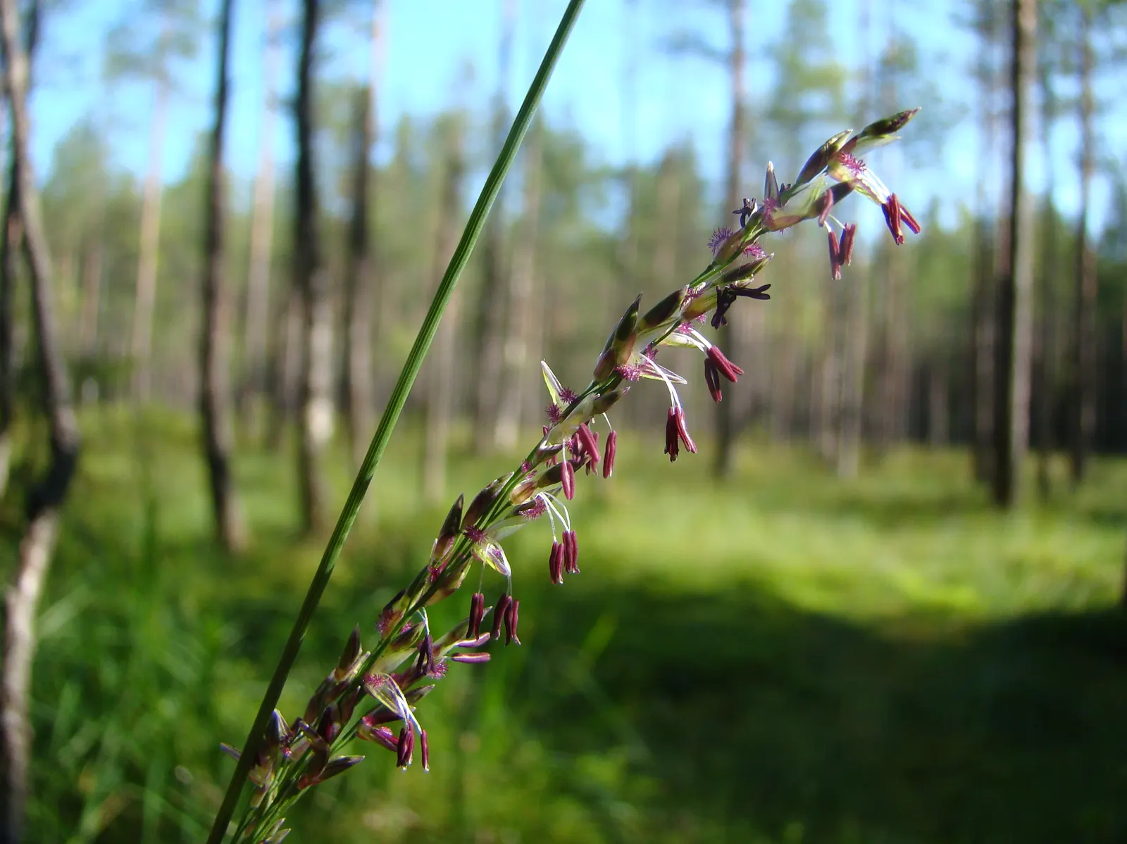 Moor Grass (Molinia Caerulea) — Its clump-forming nature ensures a neat and tidy growth habit without invasive spreading