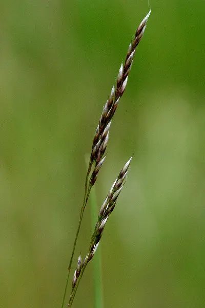 Moor Grass (Molinia Caerulea) — Its clump-forming nature ensures a neat and tidy growth habit without invasive spreading; erect green foliage turning