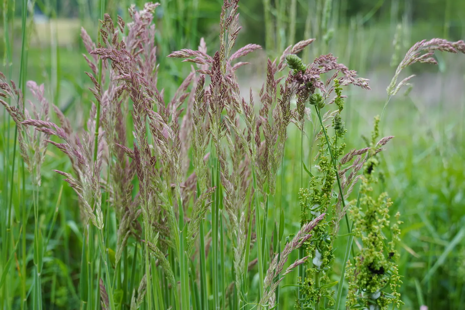 Moor Grass (Molinia Caerulea) — Moor Grass provides vertical interest in a garden setting