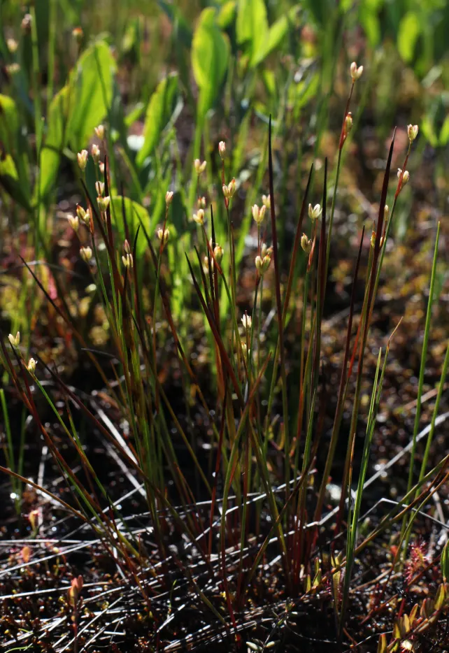 Moor Grass (Molinia Caerulea) — With its ease of care and graceful appearance