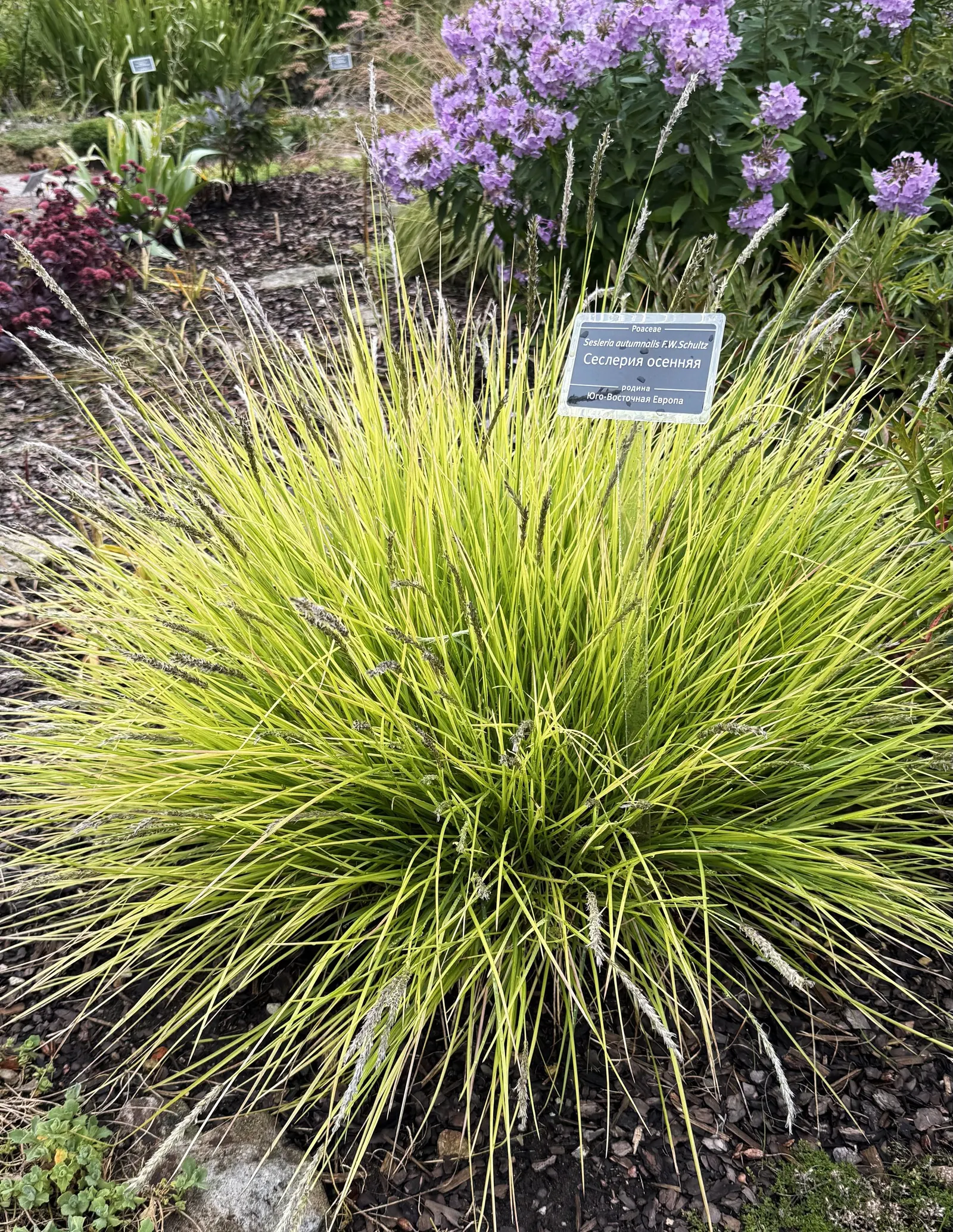 Moor Grass (Molinia Caerulea) — commonly known as Moor Grass