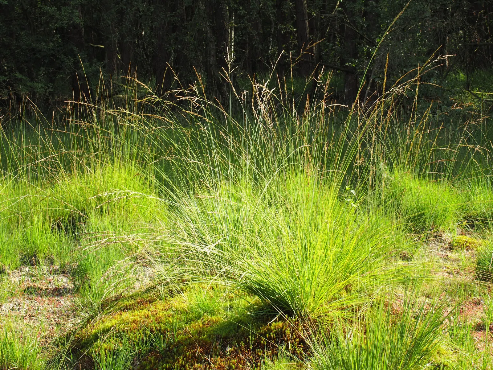 Moor Grass (Molinia Caerulea) — Hardy in USDA zones 4 to 9; preferring full sun to partial shade, Moor Grass thrives in moist, acidic soils, image 68