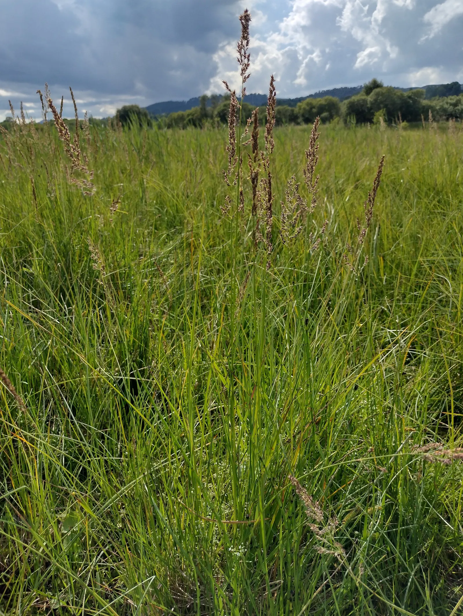 Moor Grass (Molinia Caerulea) — airy flower panicles rise above the foliage in late summer to early fall; its clump-forming nature ensures a neat and tidy