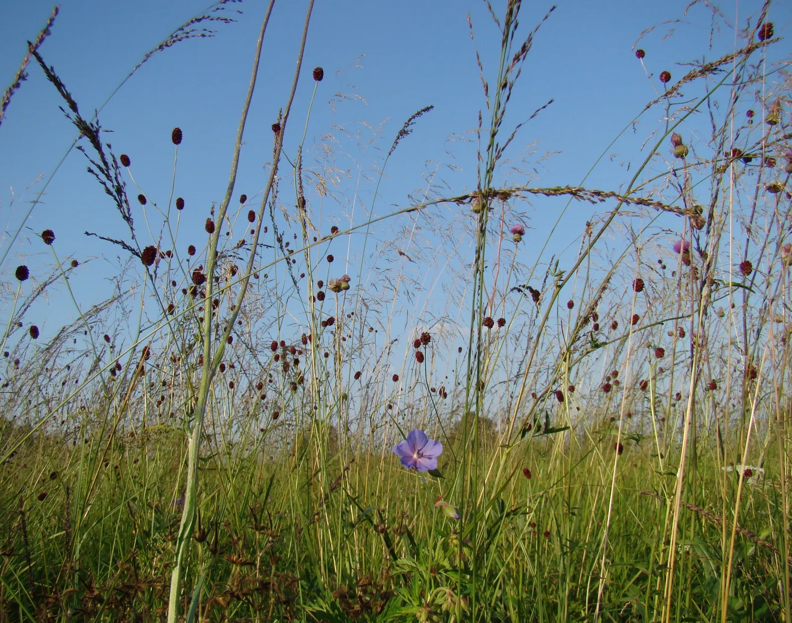 Moor Grass (Molinia Caerulea) — Ideal for small-scale landscapes, it reaches up to 3 feet in height and spreads about 2 feet; grass with purple blooms