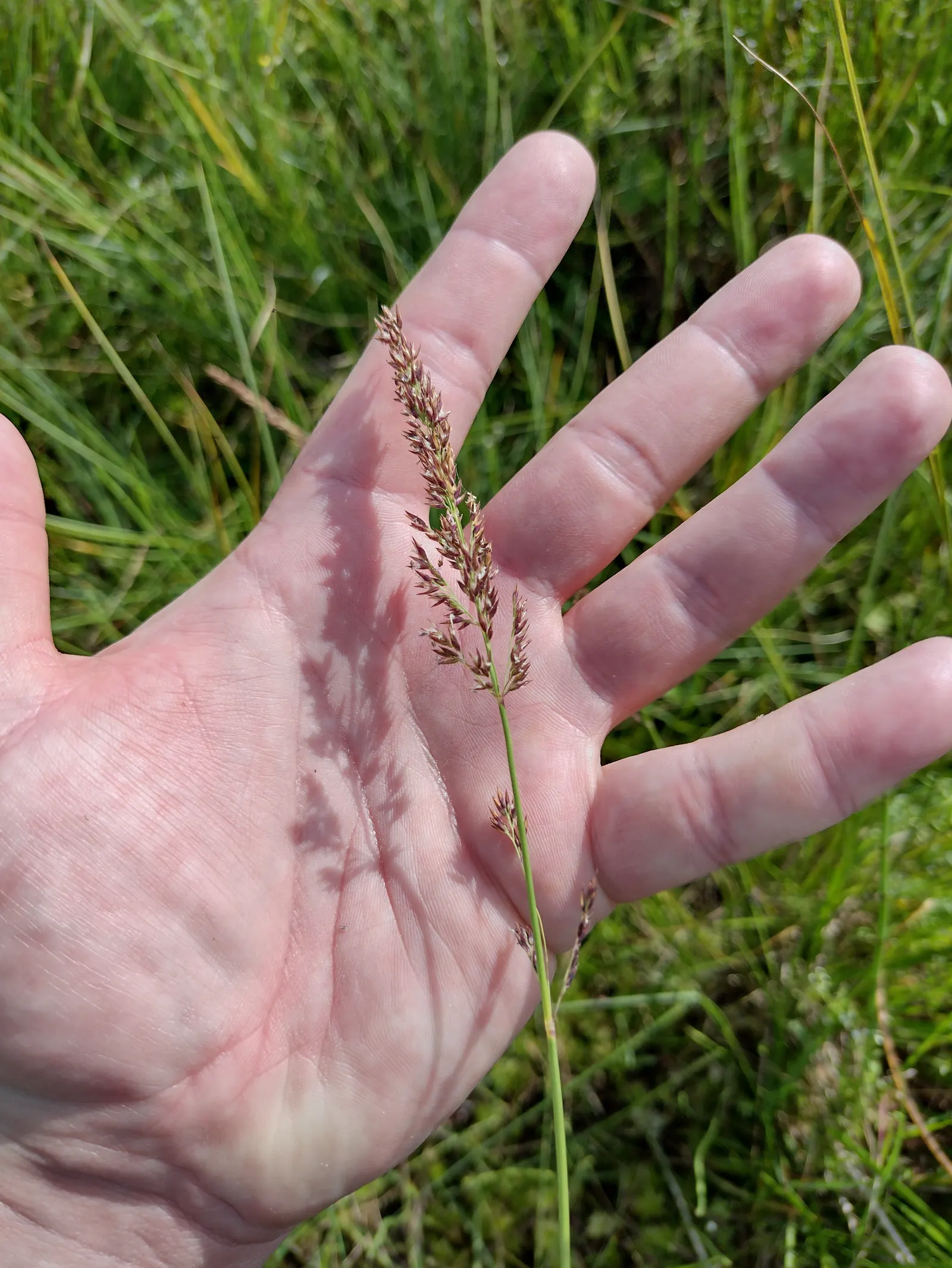 Moor Grass (Molinia Caerulea) — Ideal for small-scale landscapes, it reaches up to 3 feet in height and spreads about 2 feet