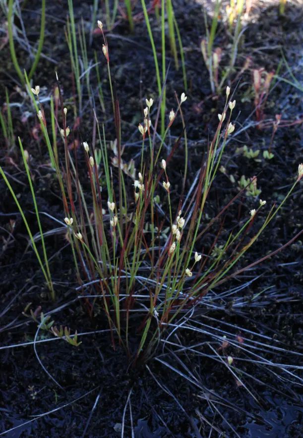 Moor Grass (Molinia Caerulea) — erect green foliage turning golden-yellow in fall; providing subtle movement and a fine texture that contrasts well with