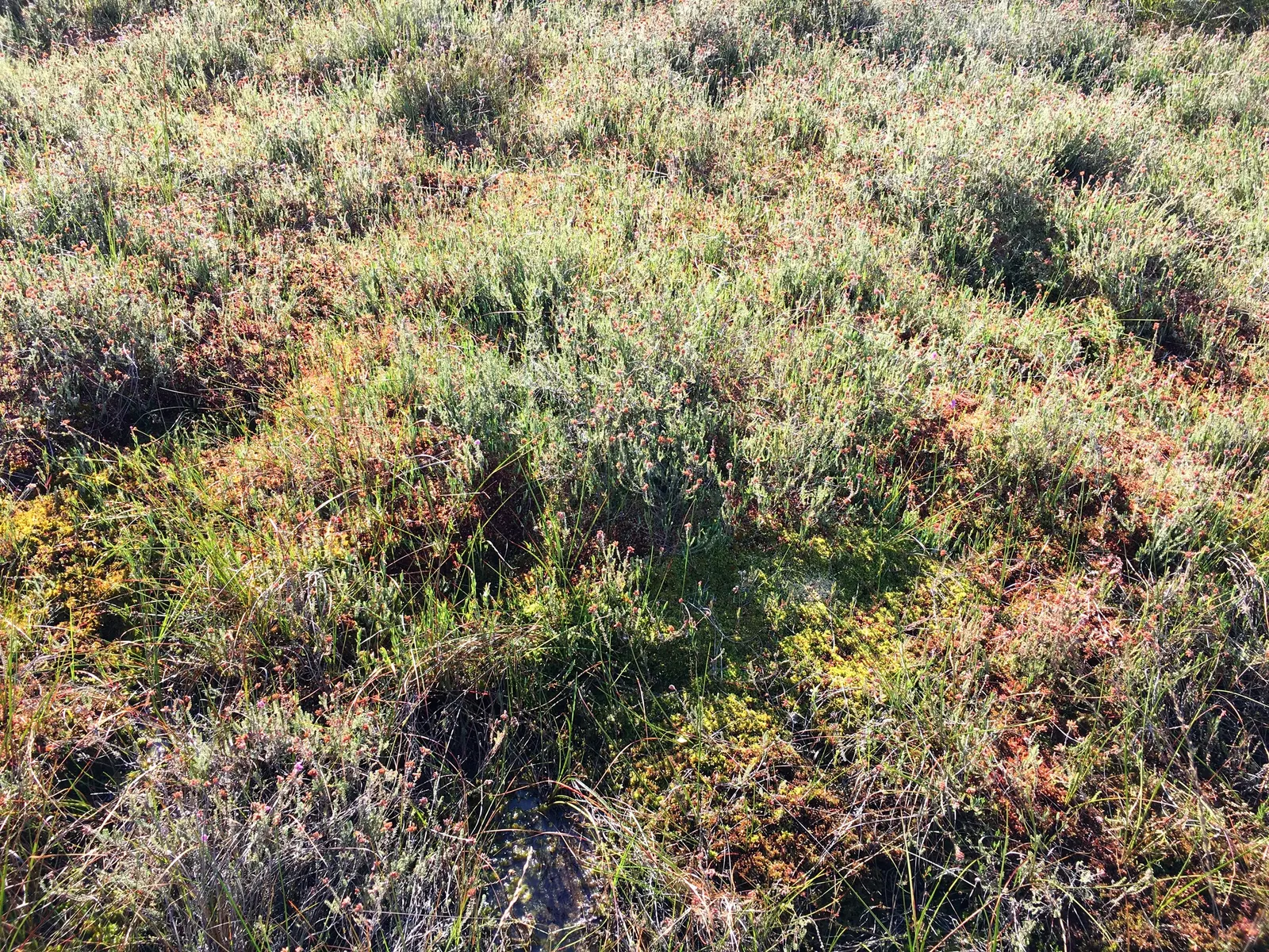 Moor Grass (Molinia Caerulea) — scientifically referred to as Molinia caerulea