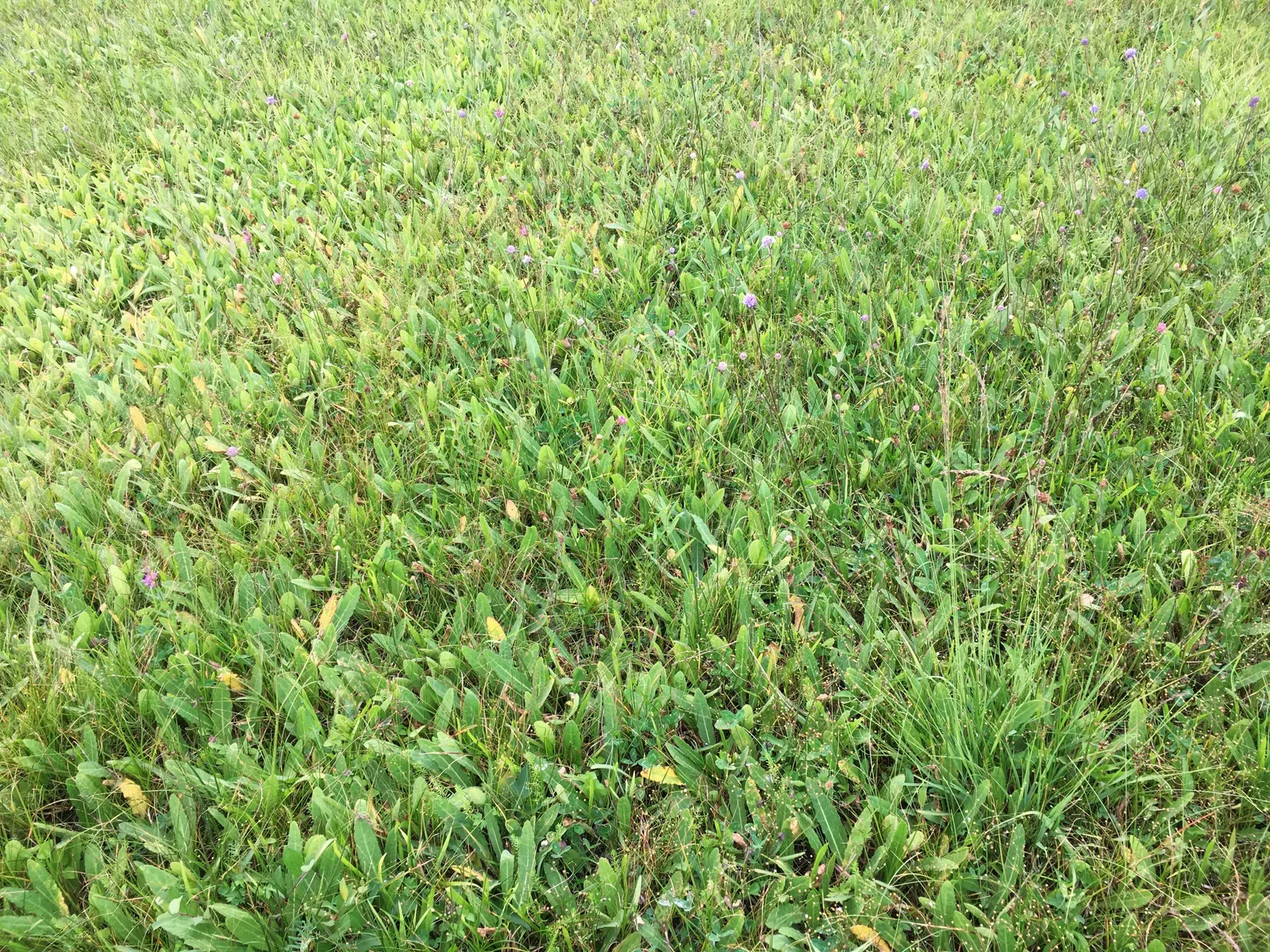 Moor Grass (Molinia Caerulea) — Preferring full sun to partial shade, Moor Grass thrives in moist, acidic soils