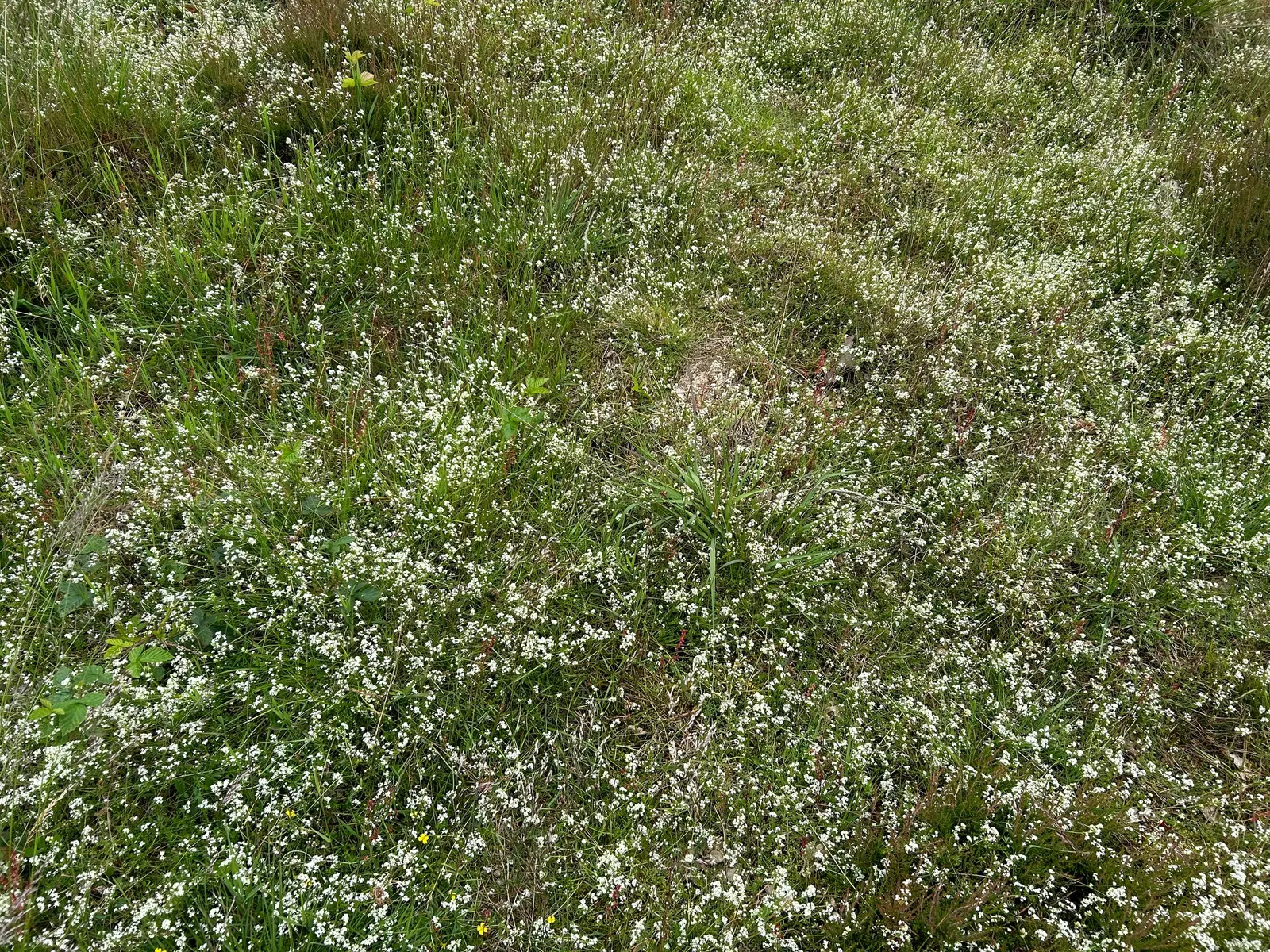 Moor Grass (Molinia Caerulea) — providing subtle movement and a fine texture that contrasts well with larger-leafed plants; when designing a landscape