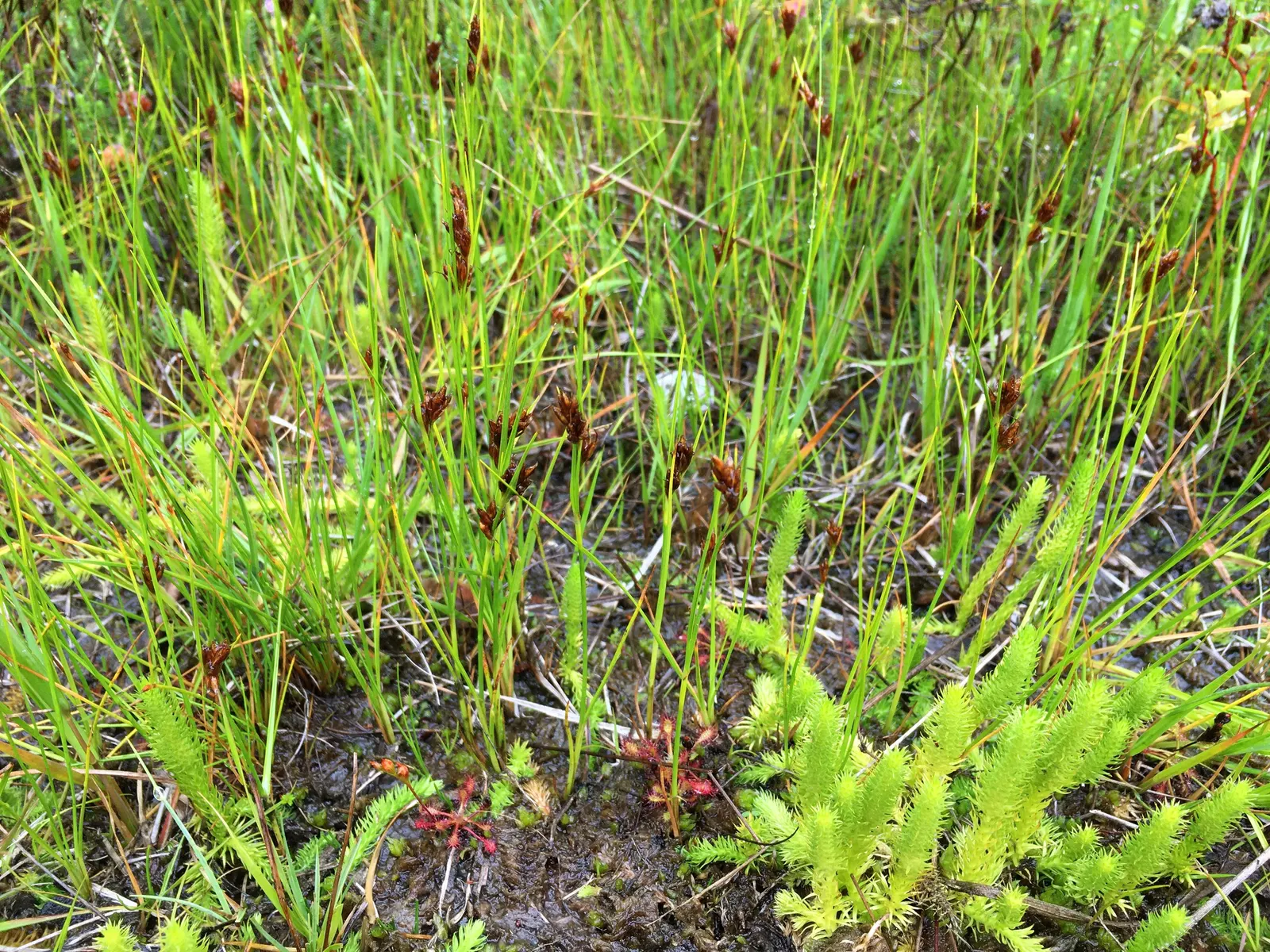 Moor Grass (Molinia Caerulea) — grass with purple blooms