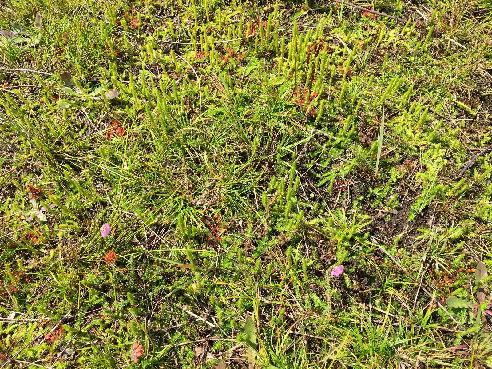 Moor Grass (Molinia Caerulea) — grass for full or half
