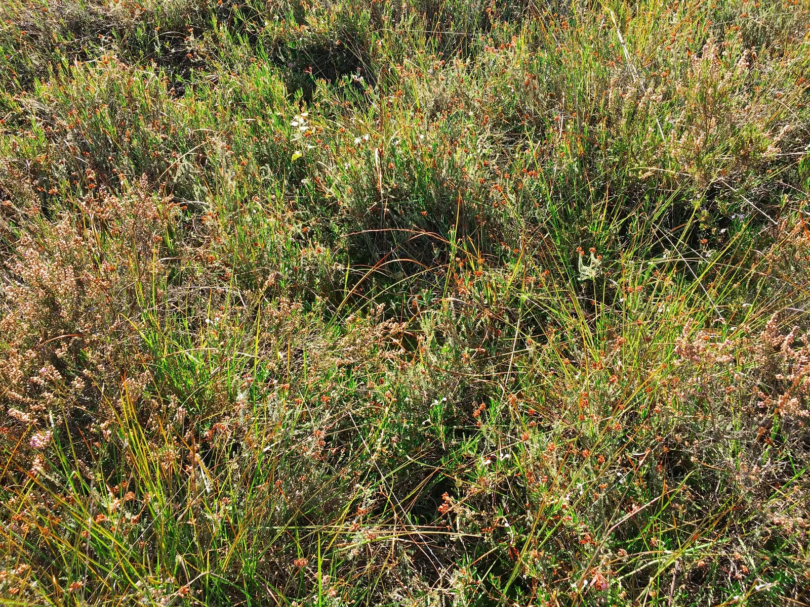 Moor Grass (Molinia Caerulea) — or as an accent alongside ornamental ponds and streams