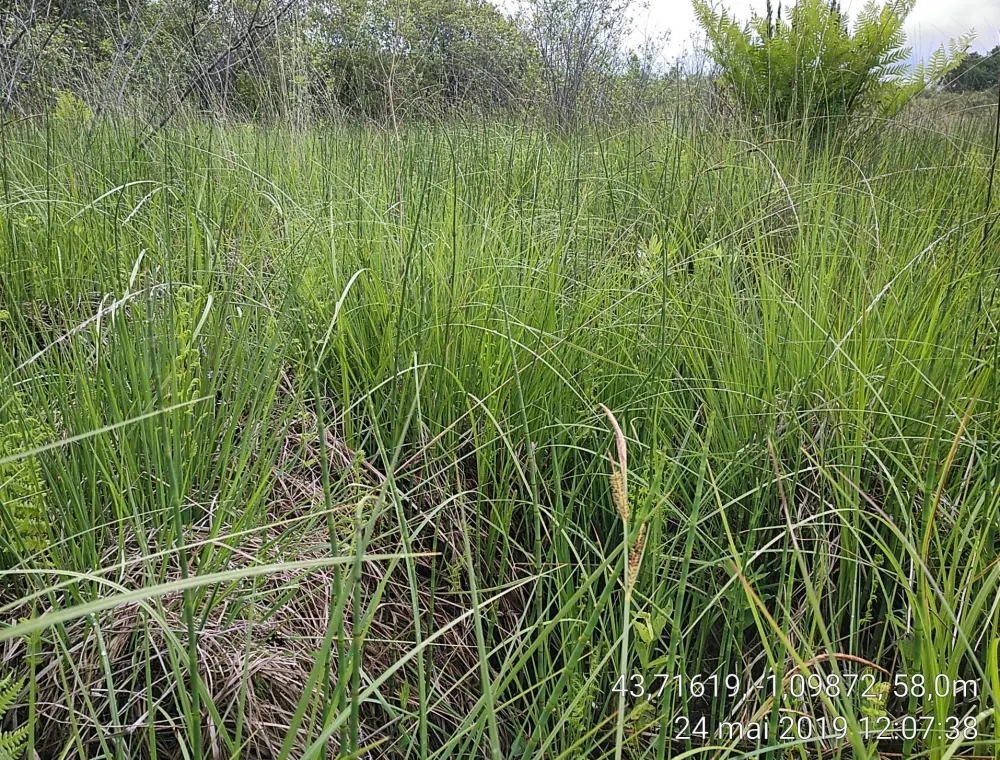 Moor Grass (Molinia Caerulea) — or as an accent alongside ornamental ponds and streams; it is also tolerant of poorer soils and can withstand boggy conditions