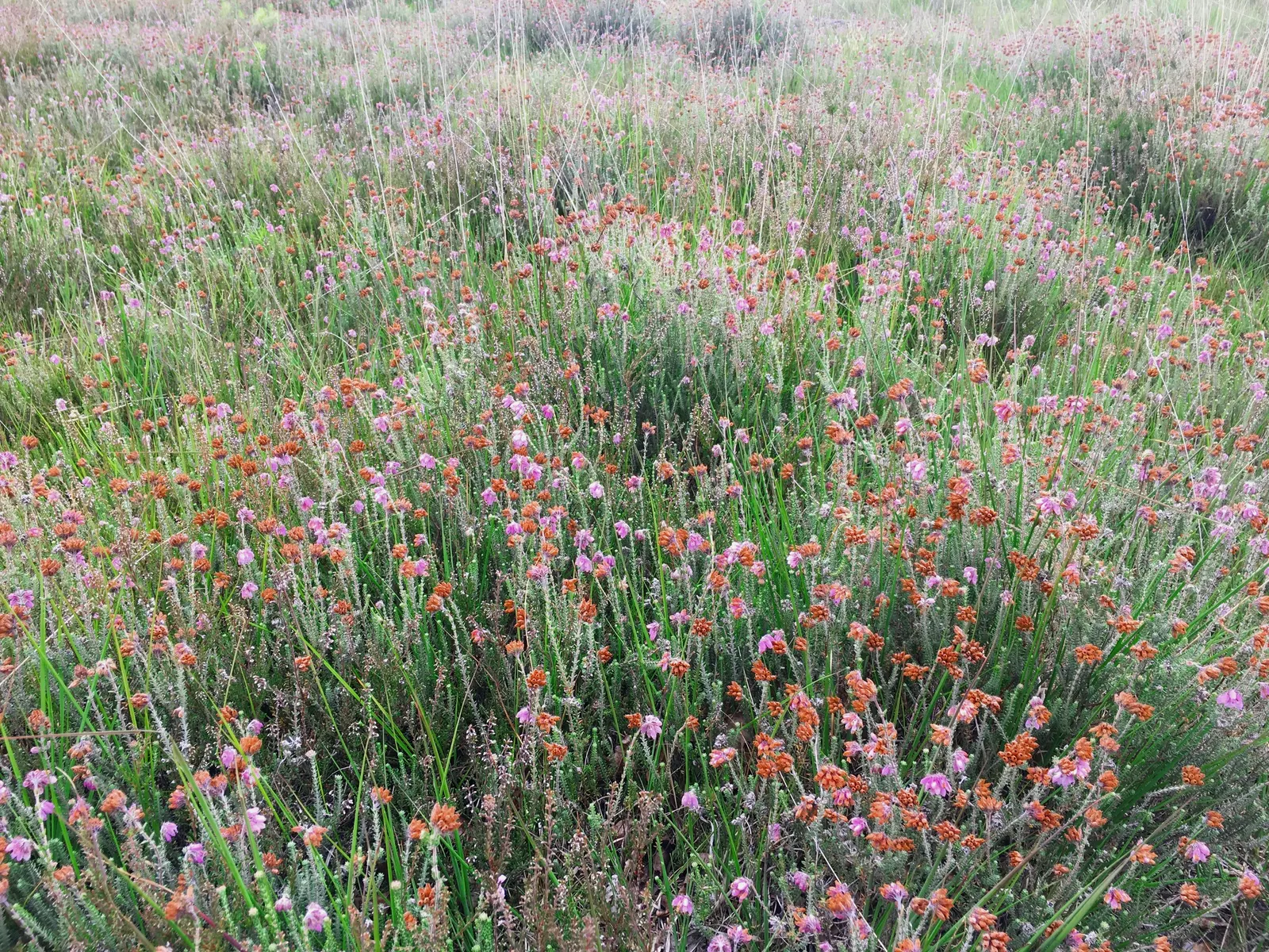 Moor Grass (Molinia Caerulea) — Hardy in USDA zones 4 to 9