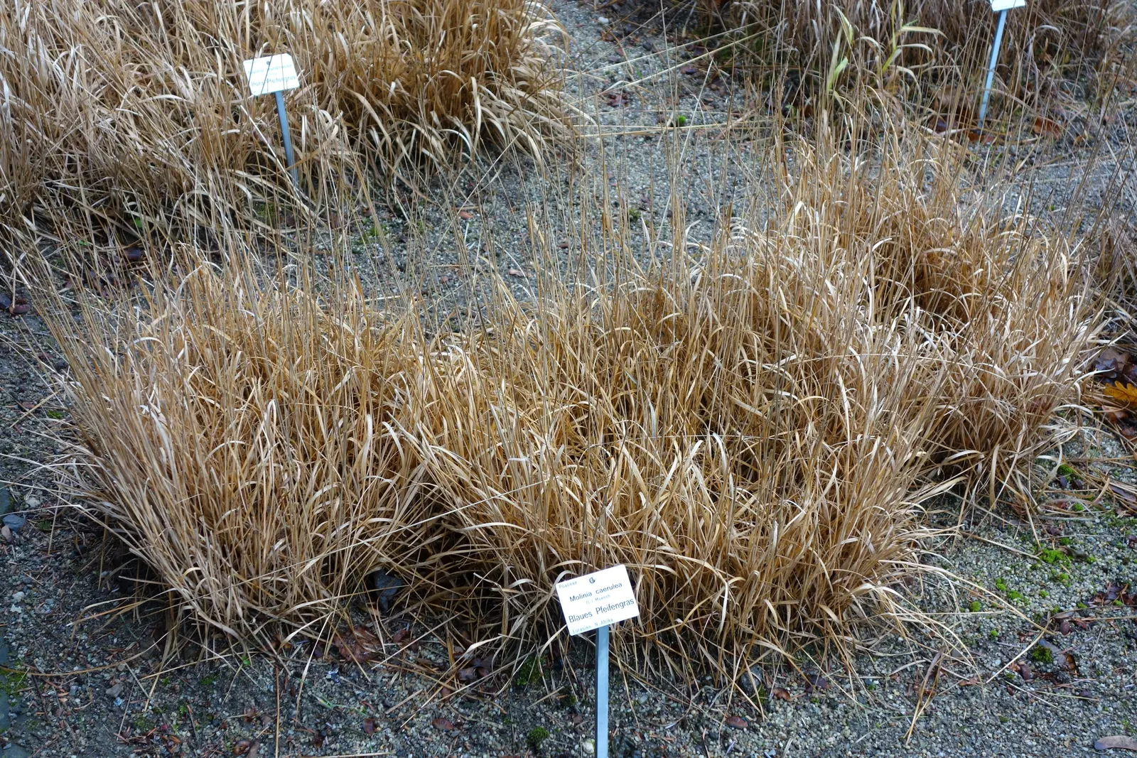 Moor Grass (Molinia Caerulea) — is a deciduous perennial with fine-textured