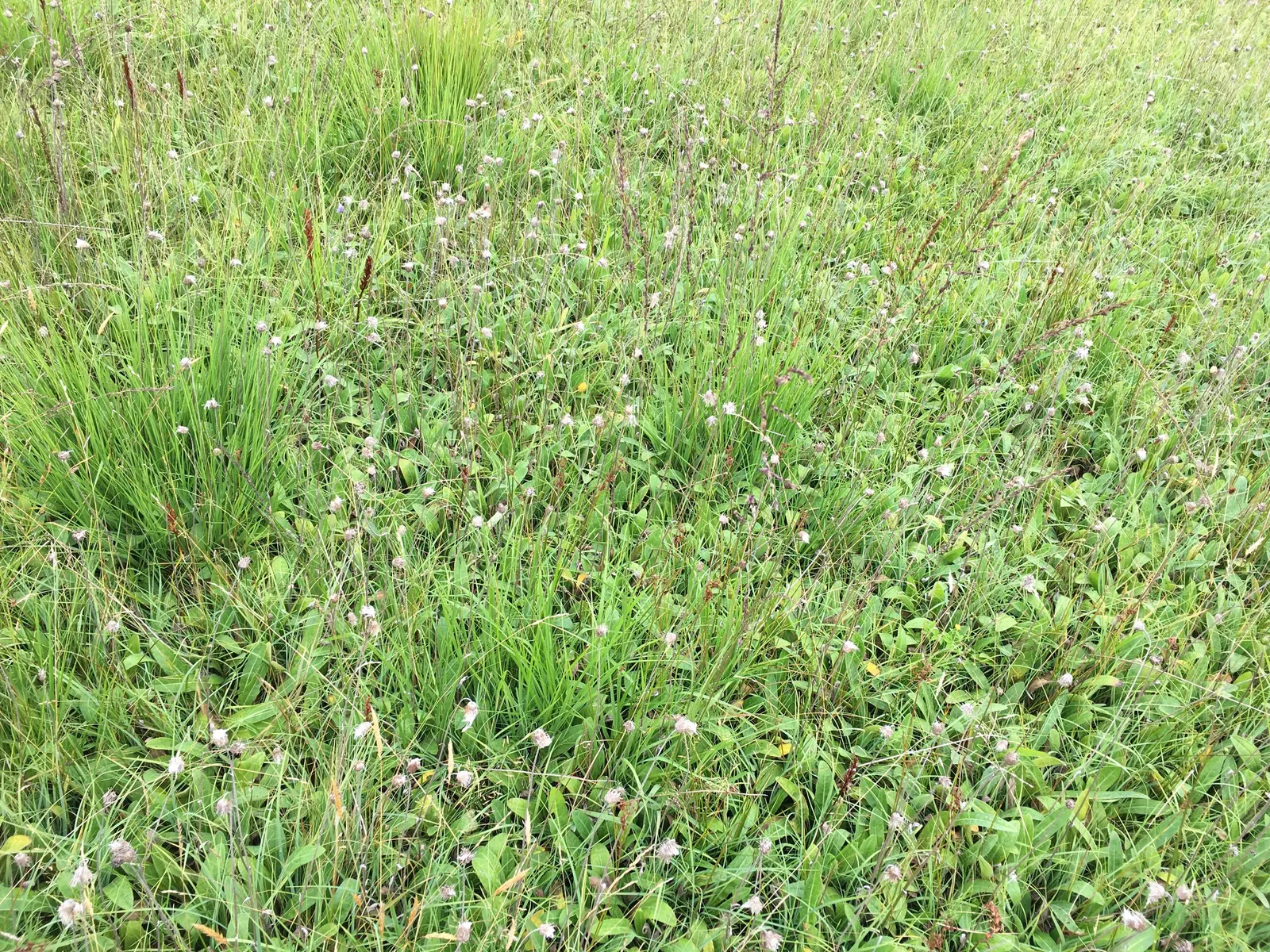 Moor Grass (Molinia Caerulea) — Hardy in USDA zones 4 to 9; preferring full sun to partial shade, Moor Grass thrives in moist, acidic soils