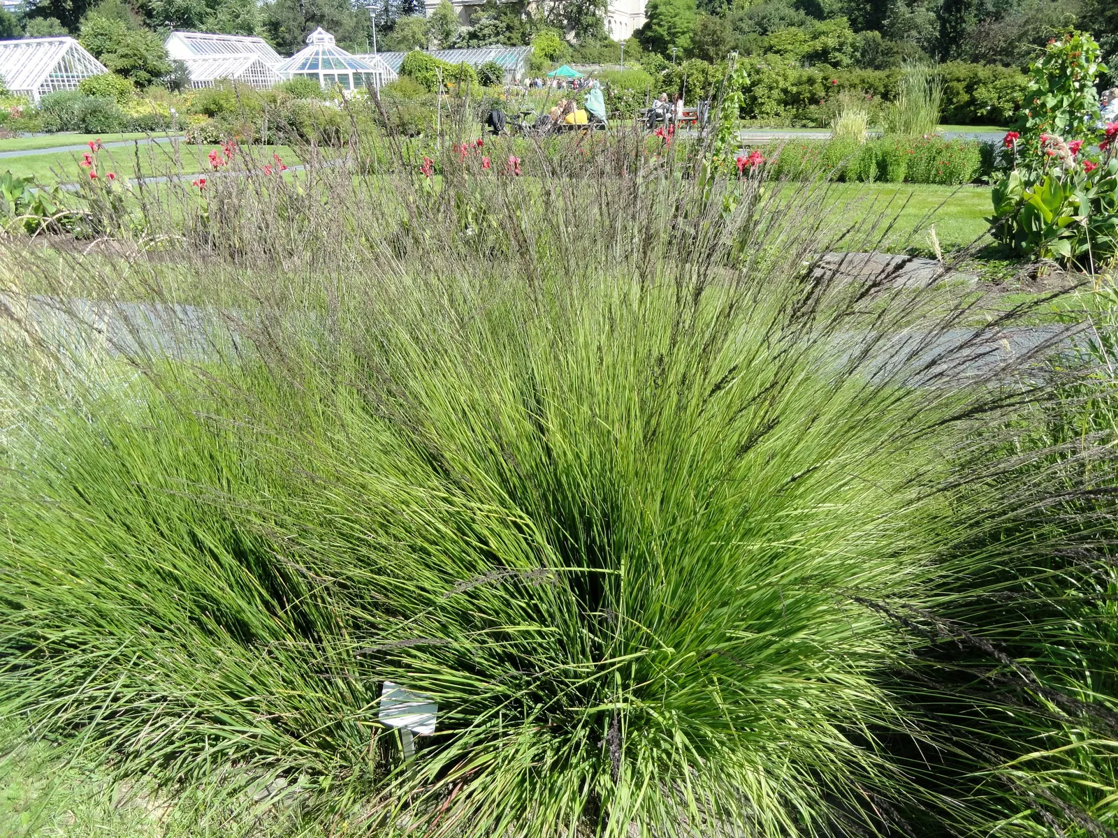 Moor Grass (Molinia Caerulea) — airy flower panicles rise above the foliage in late summer to early fall; its clump-forming nature ensures a neat, image 69