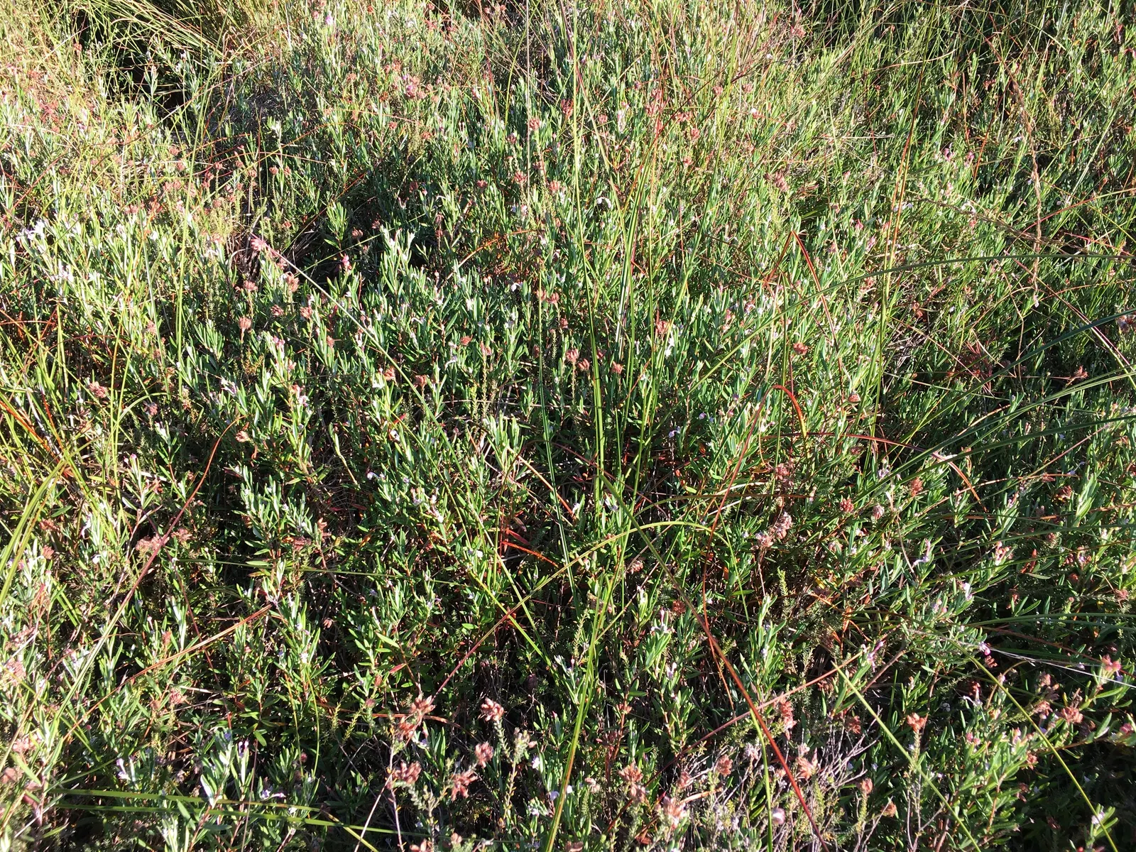 Moor Grass (Molinia Caerulea) — with some varieties capable of reaching up to 6 feet