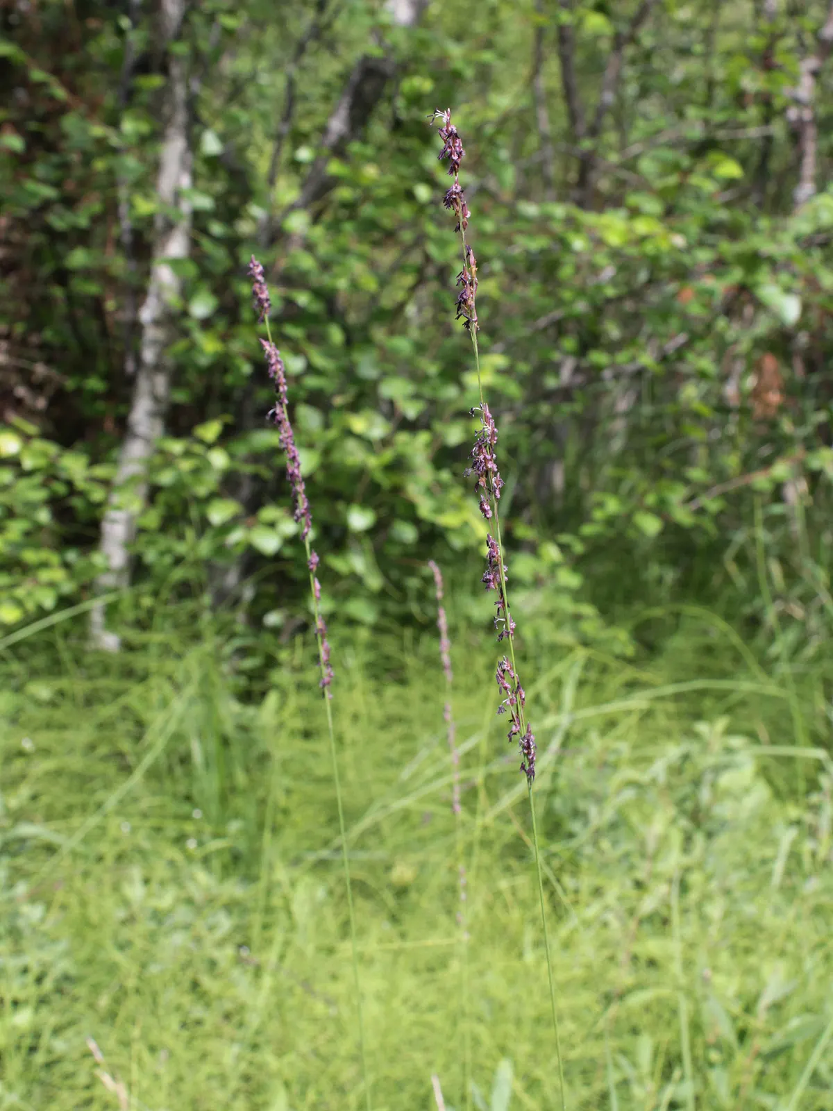 Moor Grass (Molinia Caerulea) — is a perennial grass native to Europe
