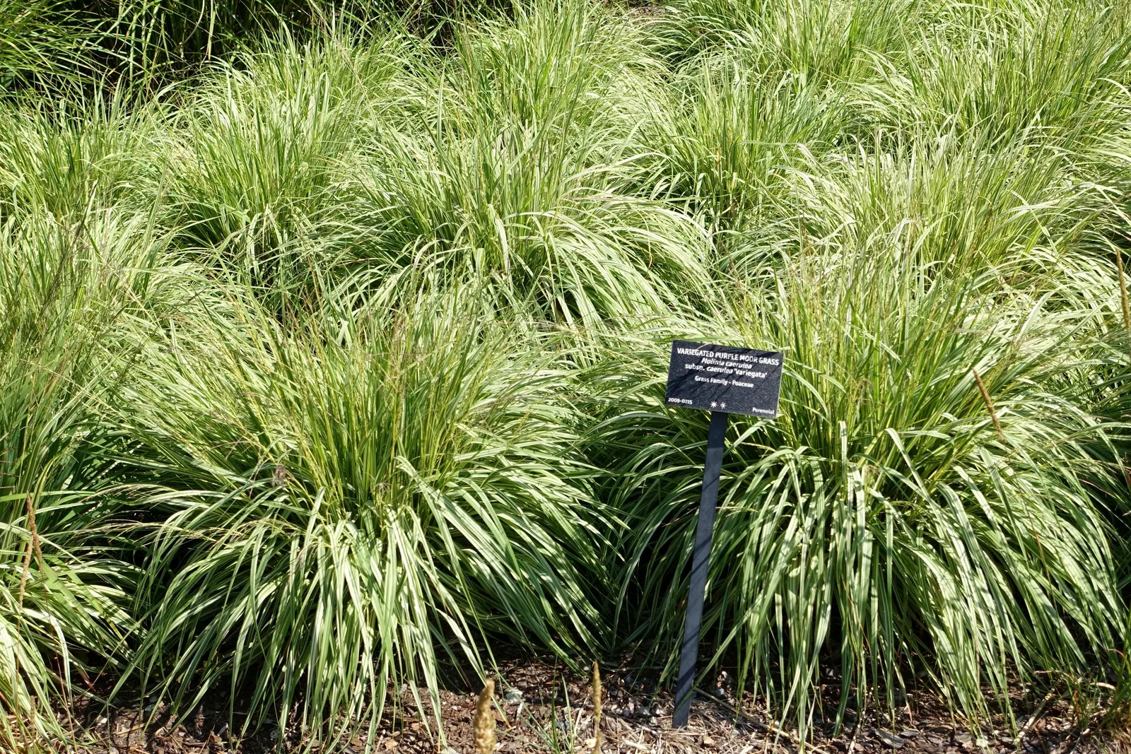 Moor Grass (Molinia Caerulea) — When designing a landscape