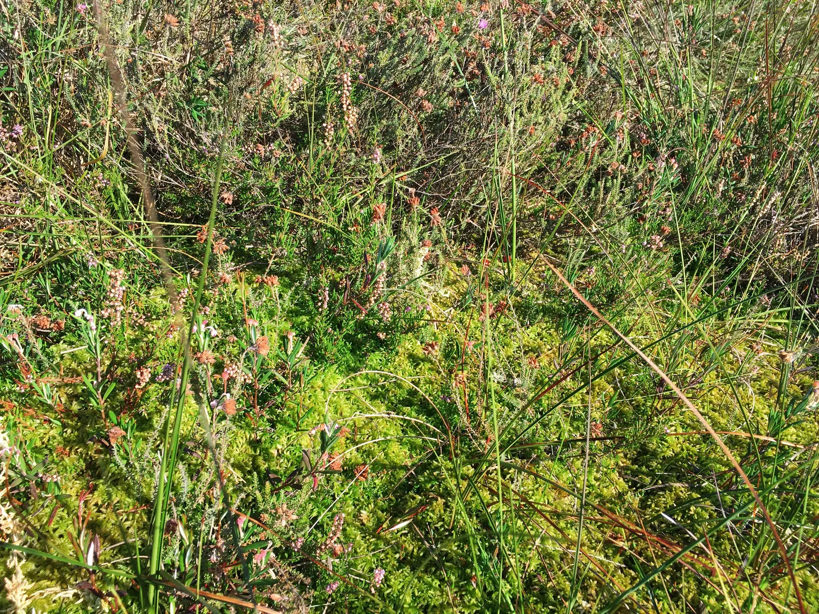 Moor Grass (Molinia Caerulea) — is a perennial grass native to Europe; commonly known as Moor Grass