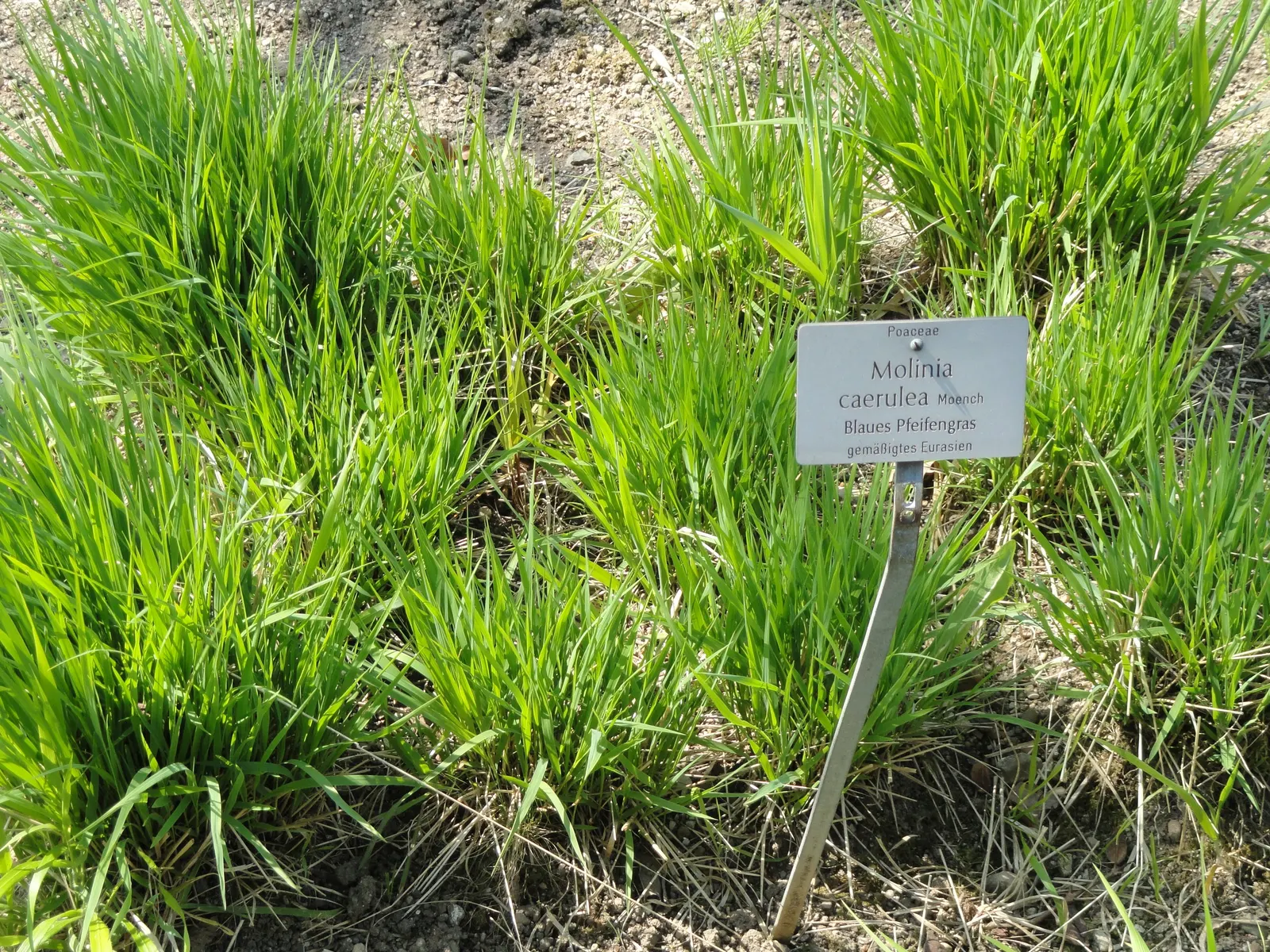Moor Grass (Molinia Caerulea) — grass with purple blooms; hardy in USDA zones 4 to 9