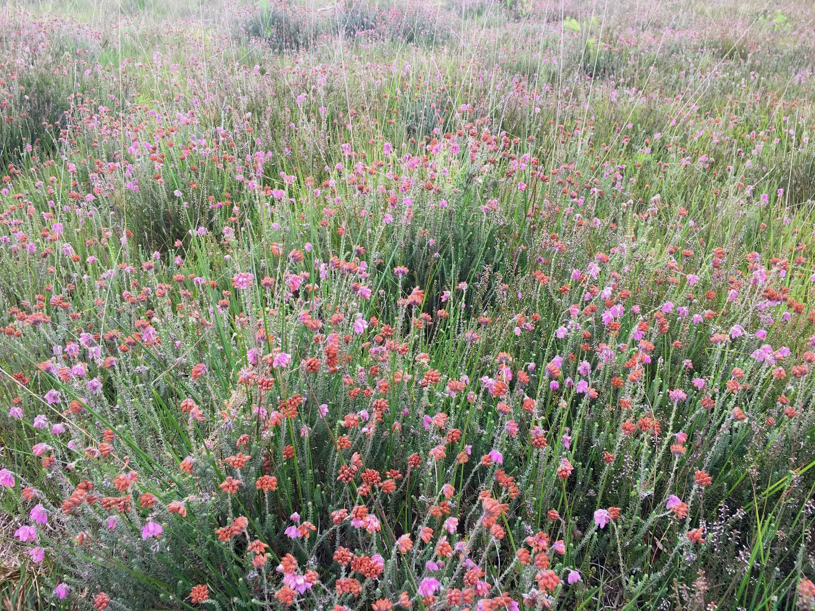 Moor Grass (Molinia Caerulea) — it is sure to be a topic of conversation and a highlight within the client's garden