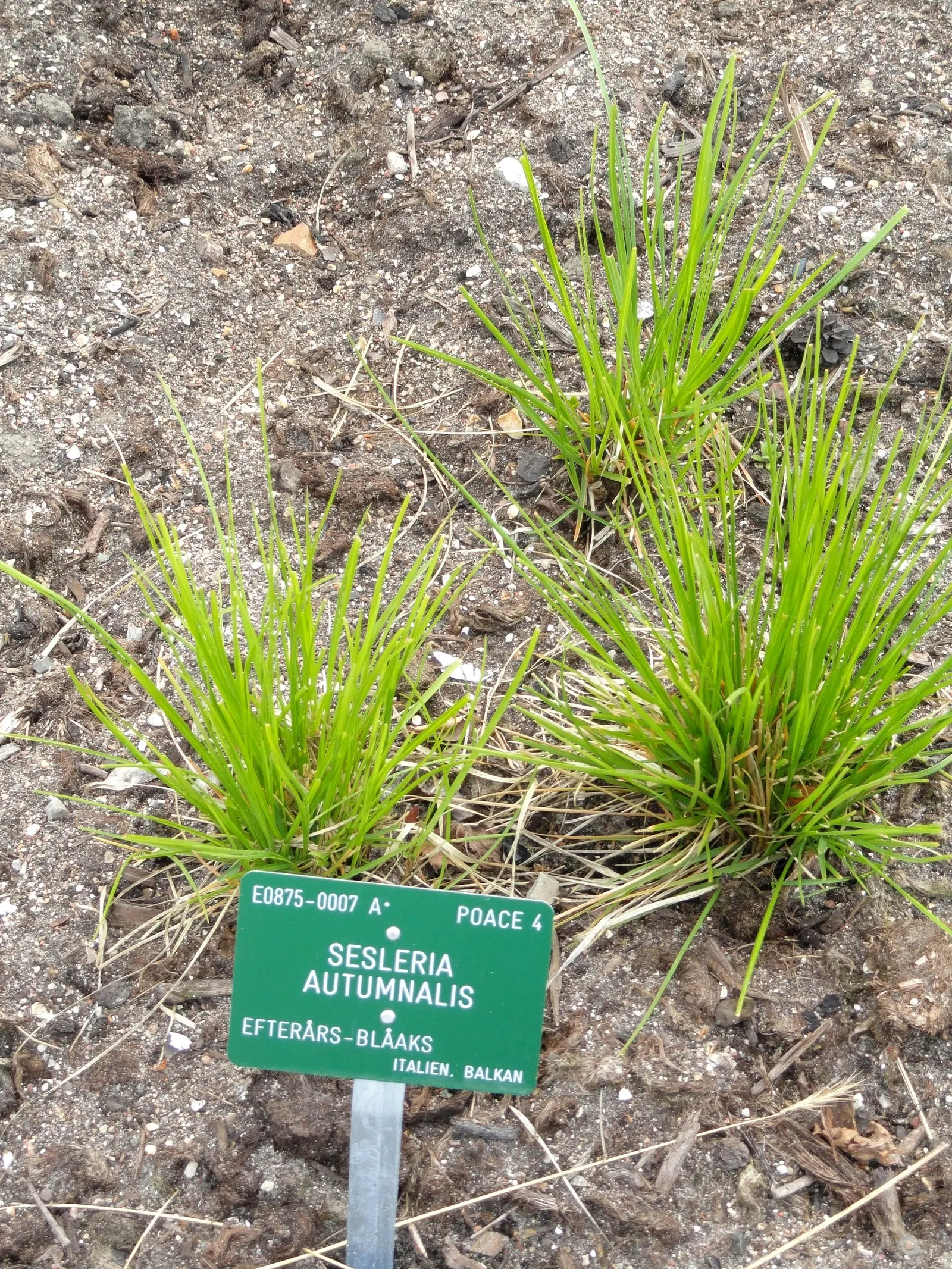 Moor Grass (Molinia Caerulea) — Its delicate, airy flower stalks add subtle movement and contrast to garden designs; the foliage presents a, image 58