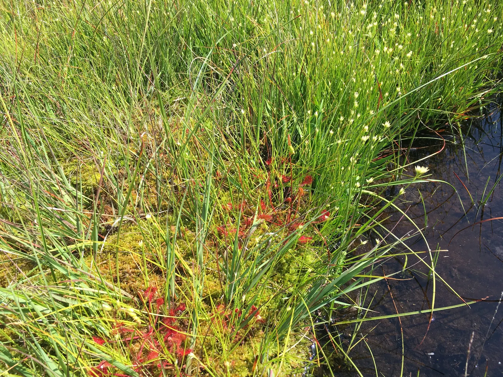 Moor Grass (Molinia Caerulea) — The foliage presents a stunning display of colors throughout the seasons; with some varieties capable of reaching, image 65