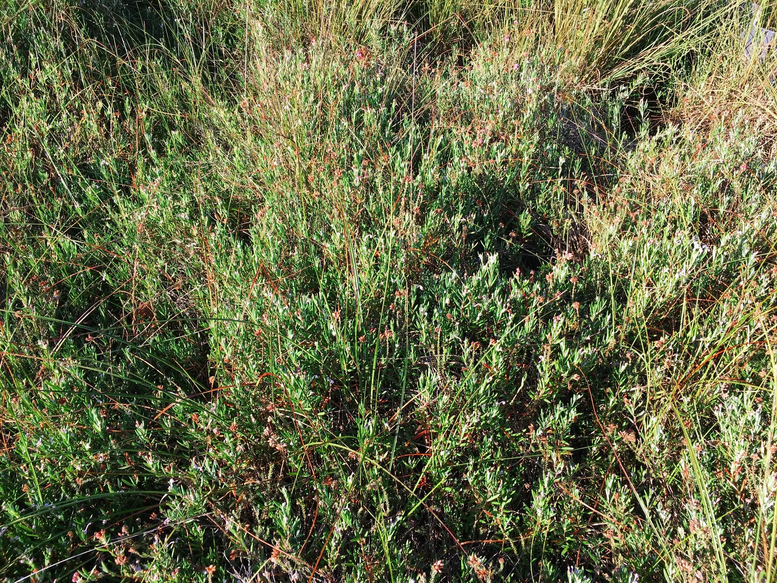 Moor Grass (Molinia Caerulea) — It is also tolerant of poorer soils and can withstand boggy conditions; airy flower panicles rise above the foliage, image 66