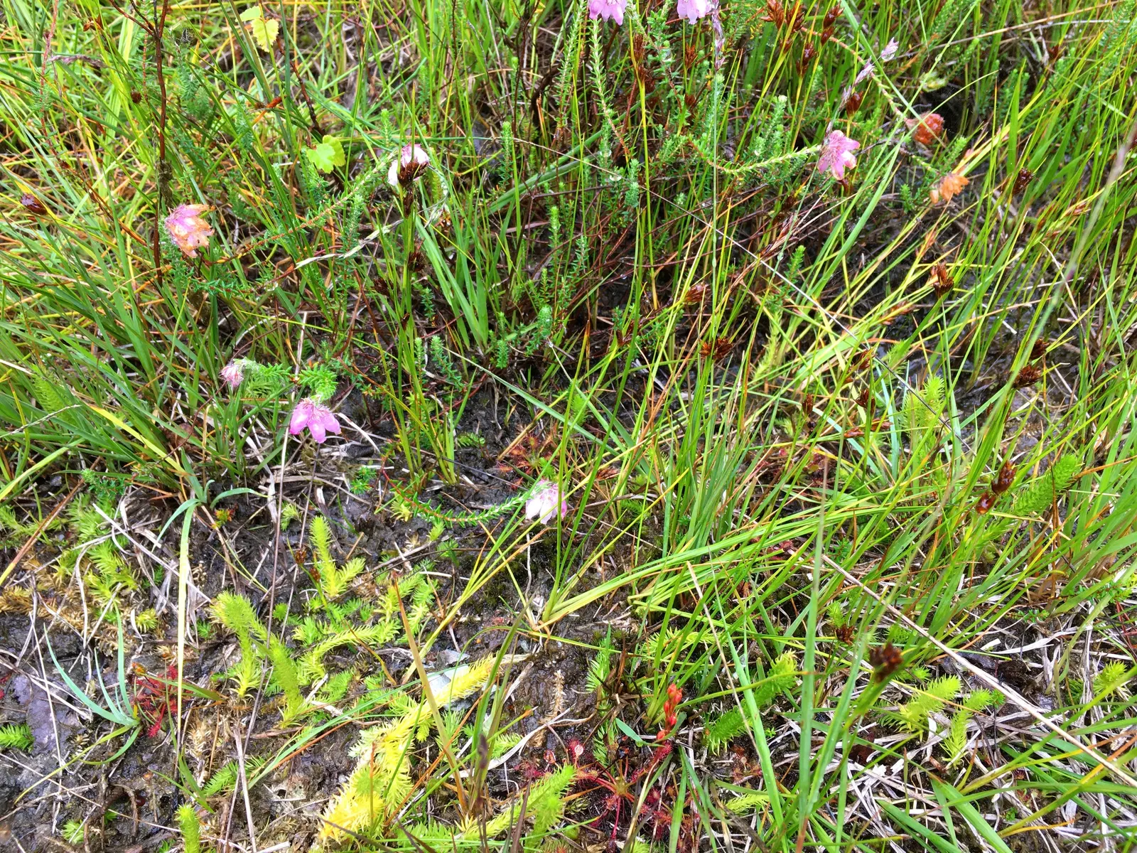 Moor Grass (Molinia Caerulea) — purple flowers in the garden; appreciated for its versatility and low maintenance
