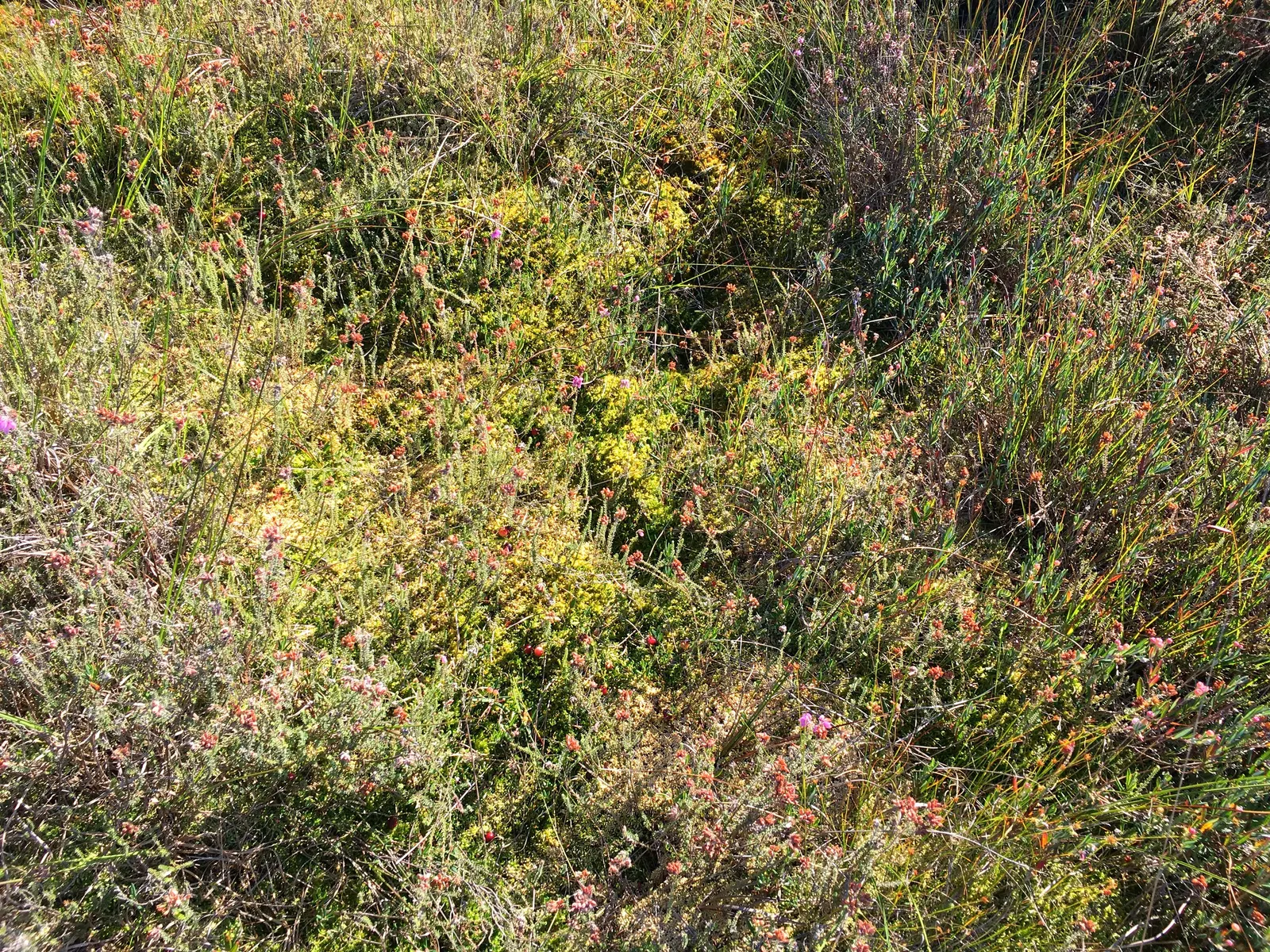 Moor Grass (Molinia Caerulea) — Ideal for small-scale landscapes, it reaches up to 3 feet in height and spreads about 2 feet; grass with purple, image 56