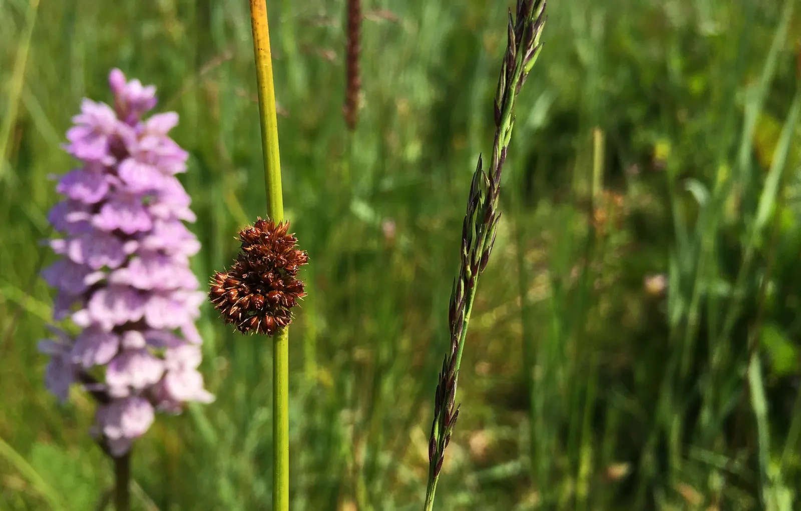 Moor Grass (Molinia Caerulea) — Moor Grass provides vertical interest in a garden setting; with its ease of care and graceful appearance