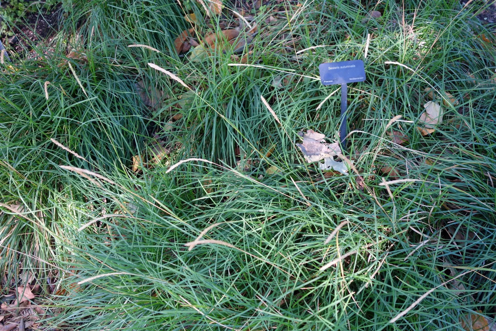 Moor Grass (Molinia Caerulea) — is a perennial grass native to Europe; commonly known as Moor Grass, image 60
