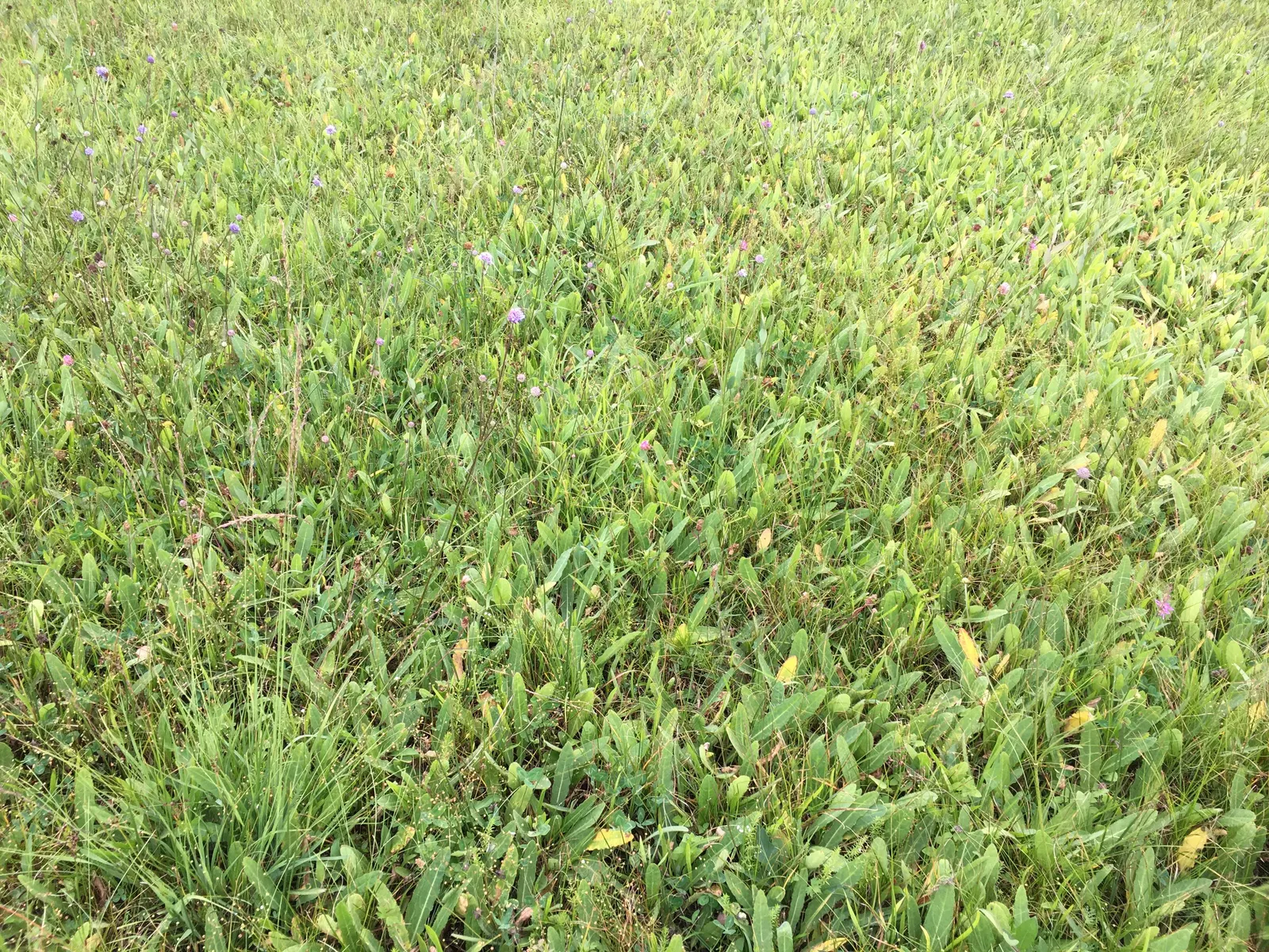 Moor Grass (Molinia Caerulea) — is a deciduous perennial with fine-textured; moor Grass provides vertical interest in a garden setting, image 54