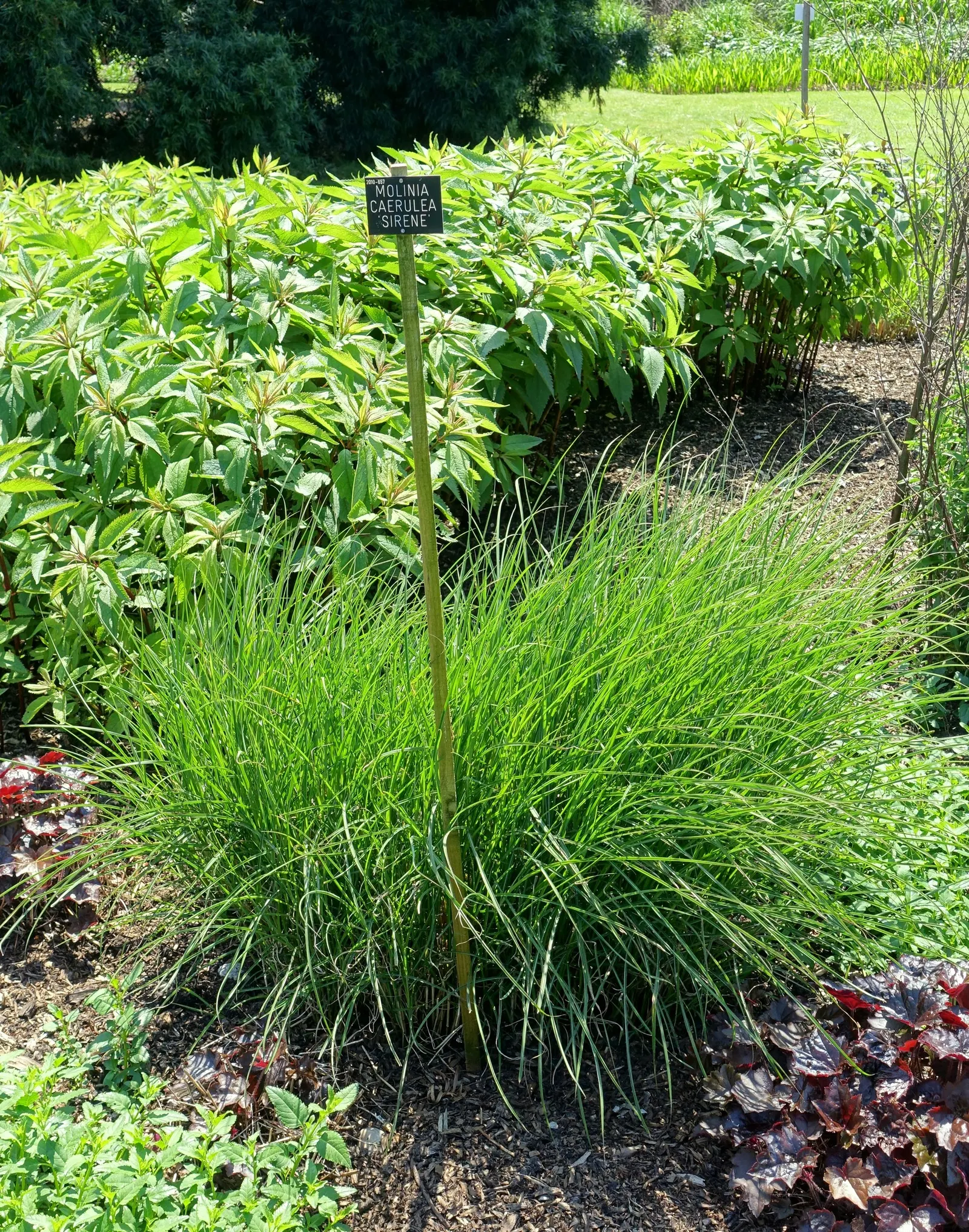 Moor Grass (Molinia Caerulea) — commonly known as Moor Grass; ideal for small-scale landscapes, it reaches up to 3 feet in height and spreads about 2 feet