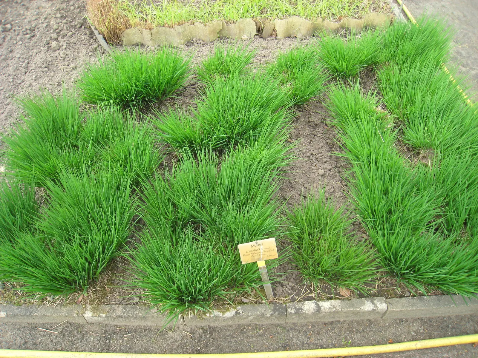 Moor Grass (Molinia Caerulea) — It is also tolerant of poorer soils and can withstand boggy conditions