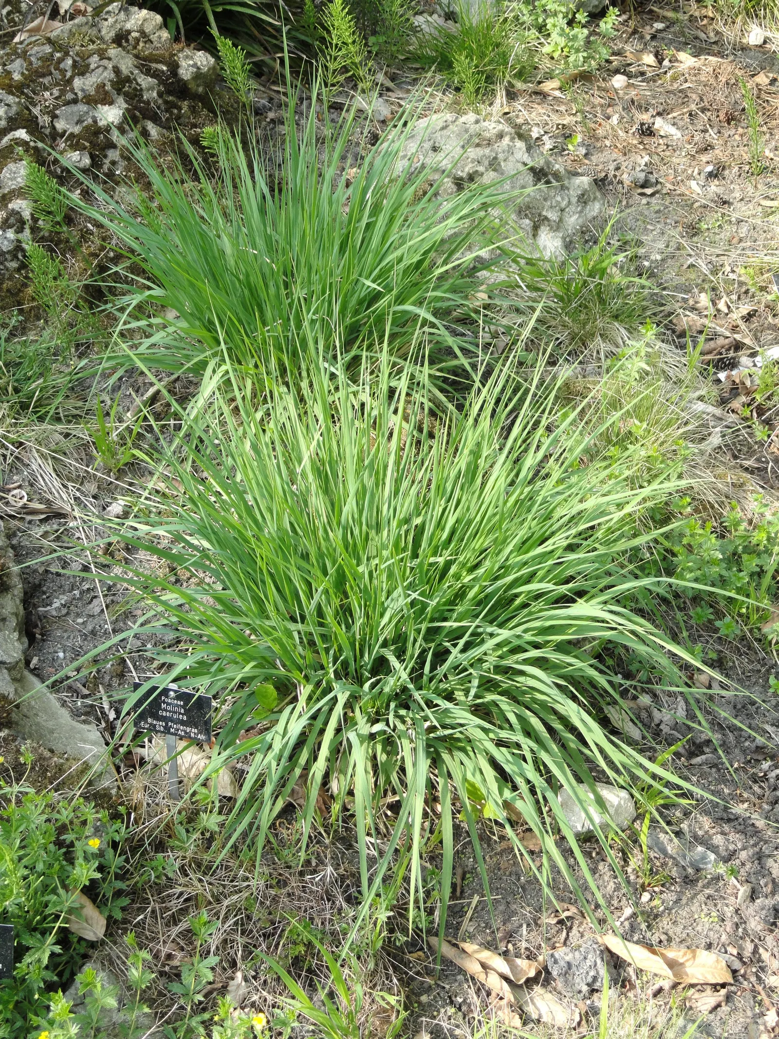 Moor Grass (Molinia Caerulea) — grass for full or half; it is sure to be a topic of conversation and a highlight within the client's garden