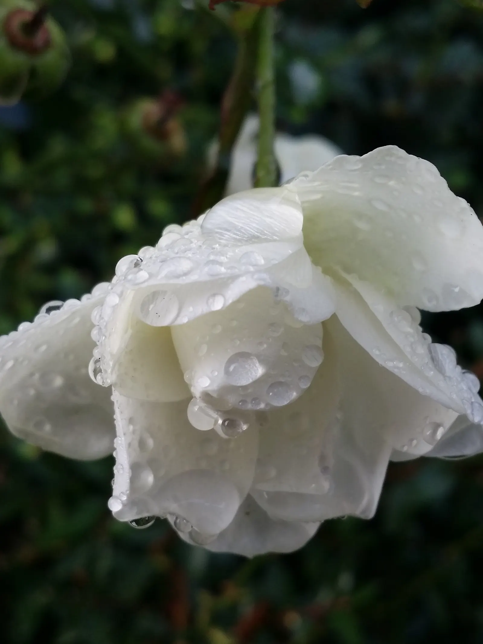 Summer Snow Hybrid Tea (Rosa 'Summer Snow') — Rosa 'Summer Snow' is a graceful Hybrid Tea rose